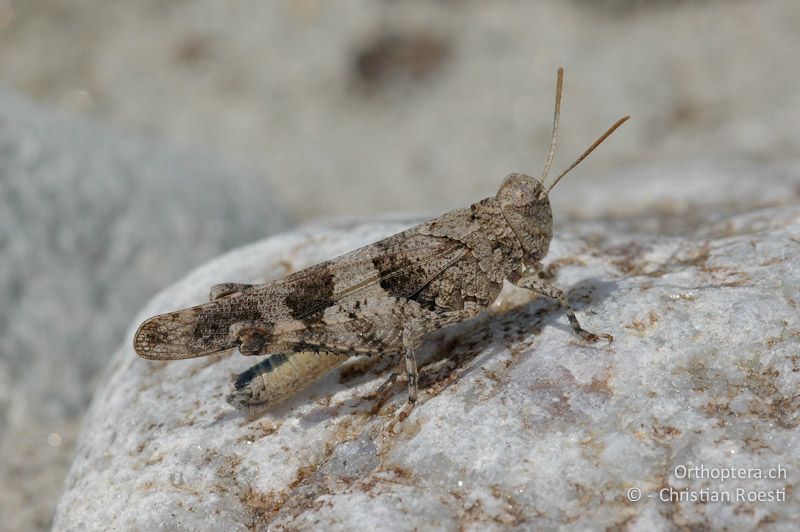 Oedipoda caerulescens ♂ - CH, VS, Salgesch, 19.07.2007