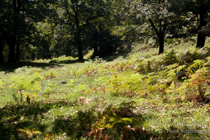 Beweideter, lichter Wald mit Adlerfarn - CH, TI, Mugena, 22.08.2011