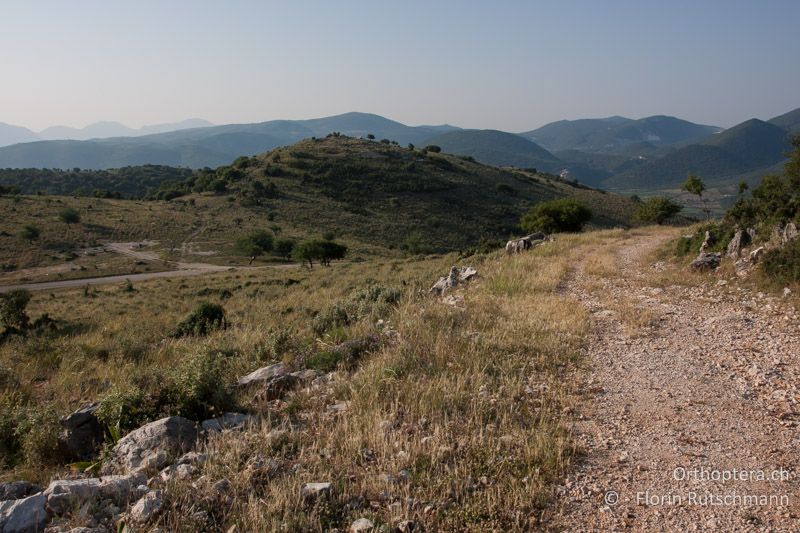 Intensive Weidelandschaft - GR, Epirus, Ampelia, 17.06.2013