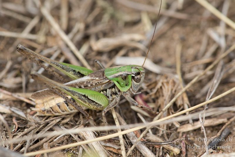 Montana montana ♂ - HU, Mitteltransdanubien, Tapolca, 06.07.2016