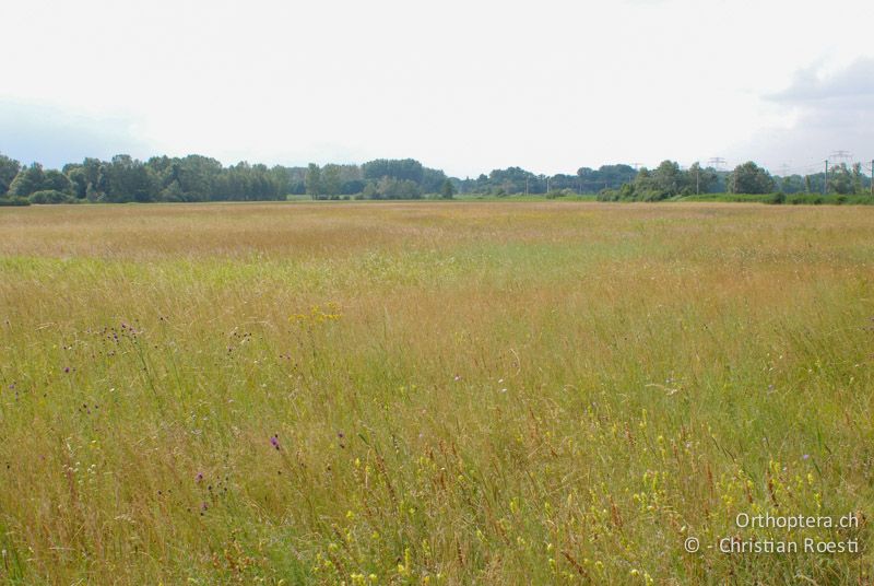 Blumenreiche Steppe - AT, Niederösterreich, Pischelsdorfer Wiesen, 26.06.2008