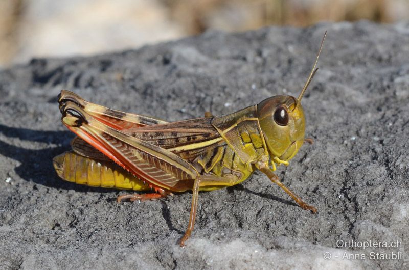 Arcyptera microptera ♀ - HR, Istrien, Mala Učka, 21.07.2015