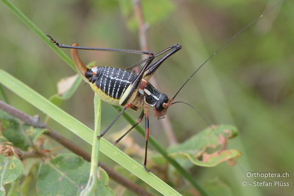 ♀ von Barbitistes ocskayi - HR, Istrien, Bokordići, 19.06.2016