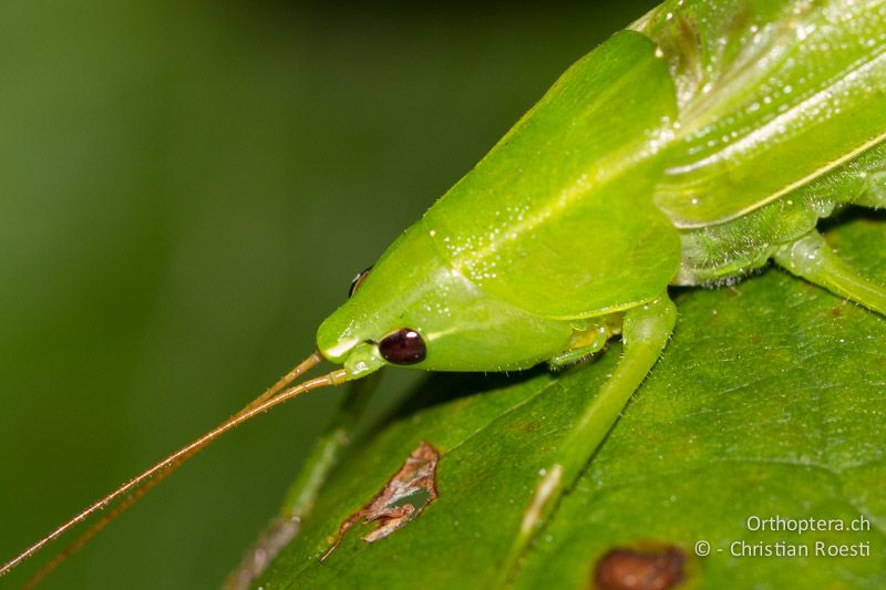 Ruspolia nitidula ♂. Der Kopfgipfel ist sehr spitzwinklig - CH, TI, Ponte Tresa, 01.09.2013