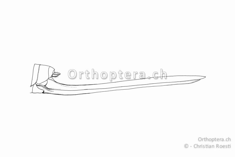 Hinterleibsende von Ruspolia nitidula ♀. Die Legeröhre ist lang und gerade.