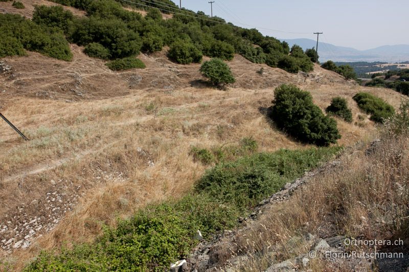 Strassenböschung (rechts) und Weide mit Hochstauden und Gebüschen - GR, Thessalien, Elassona, 16.07.2011