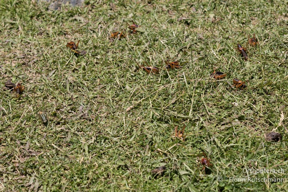 Massenauftreten von Psorodonotus macedonicus und Polysarcus scutatus in einer Intensivweide - GR, Thessalien, Mt. Anilio, 25.06.2015