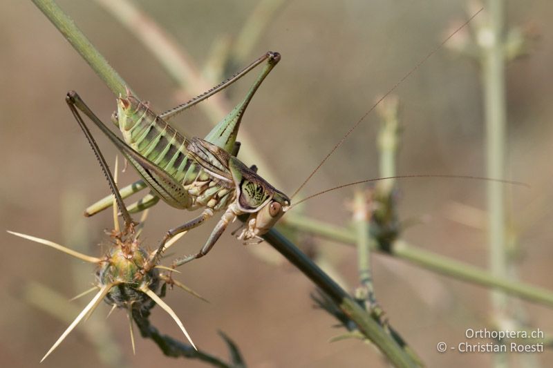 ♂ der kurzflügligen Heideschrecke Gampsocleis abbreviata - GR, Zentralmakedonien, Vyroneia, 08.07.2017