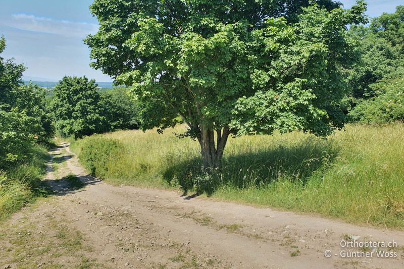Langgrasige Wiese - AT, Niederösterreich, Königswarte, 15.06.2021