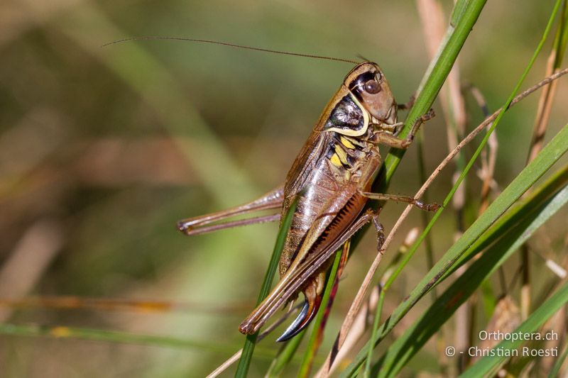 Roeseliana azami minor ♀ - CH, TI, Isone, 04.09.2013