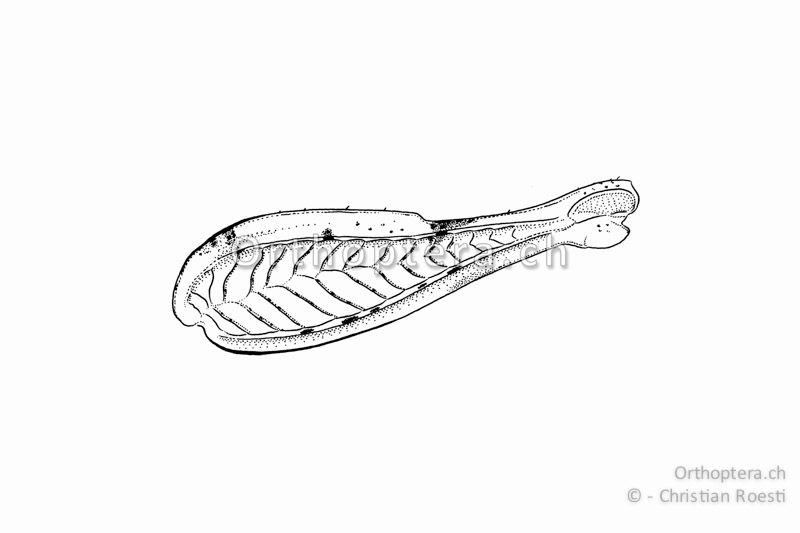 Linker Hinterschenkel von Oedipoda caerulescens ♂ von aussen. Die obere Kante fällt hinter der Mitte abrupt ab.