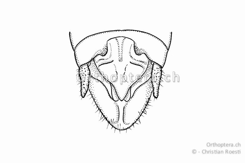 Hinterleibsende von Stenobothrus nigromaculatus ♂ von oben. Das 10. Tergum ist tief ausgeschnitten (Furcula) und weist auf jeder Seite zwei Höcker auf.