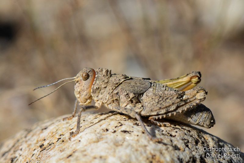 Glyphotmethis heldreichi ♀ - GR, Zentralmakedonien, Efkarpia, 05.07.2017