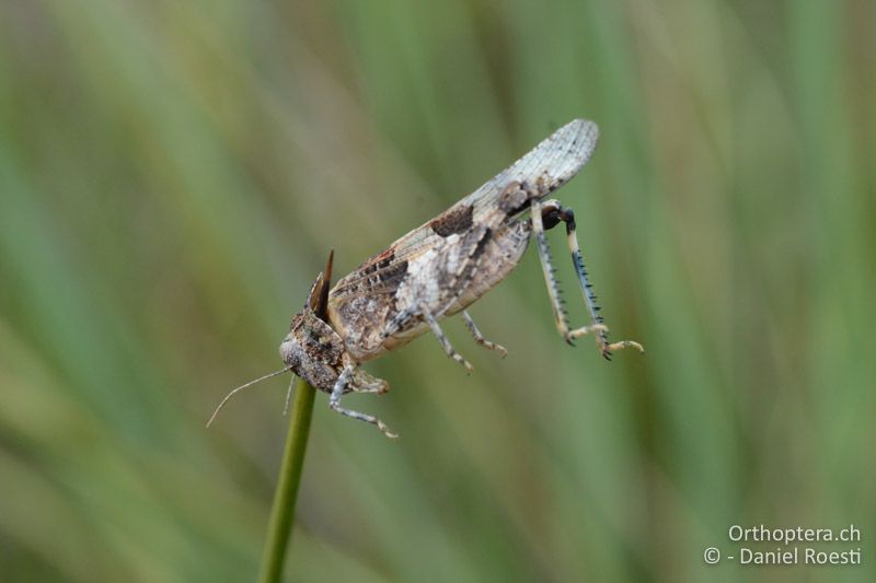 Aufgespiesste Oedipoda miniata ♀ - GR, Zentralmakedonien, Korinos, Strand, 15.07.2017