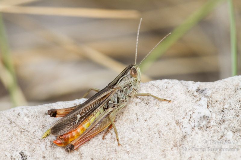 Stenobothrus lineatus ♂ - GR, Ostmakedonien, Mt. Pangeon, 25.07.2012