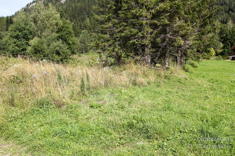 Krautige und wüchsige Wiese mit Stauden und Gebüschen - AT, Kärnten, Seebergsattel, 16.08.2011