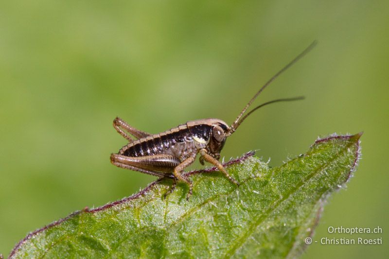 1. Larvenstadium von Platycleis albopunctata - CH, BE, Bremgarten, 09.04.2014