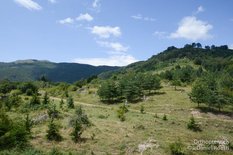 Lebensraum von Isophya bureschi, Poecilimon brunneri und Pholidoptera frivaldszkyi - BG, Pasardschik, Streltscha, 10.07.2018