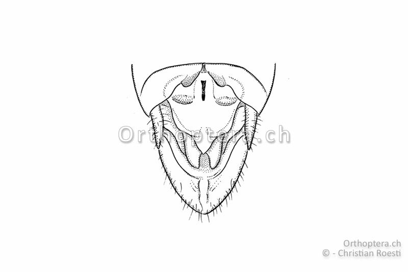 Hinterleibsende von Hinterleibsende von Stenobothrus fischeri ♂ von oben. fischeri ♂ von oben.