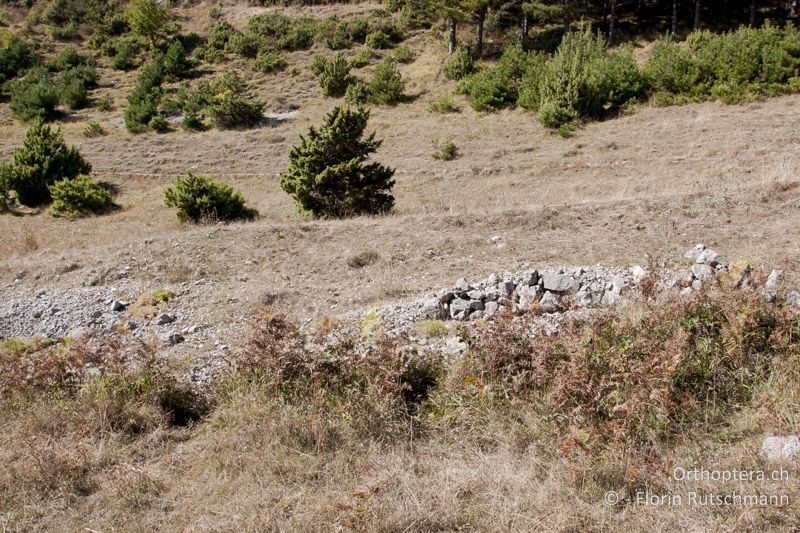 Intensive Rinderweide mit offenem Boden und Geröll - IT, Abruzzen, Palena, 11.10.2011