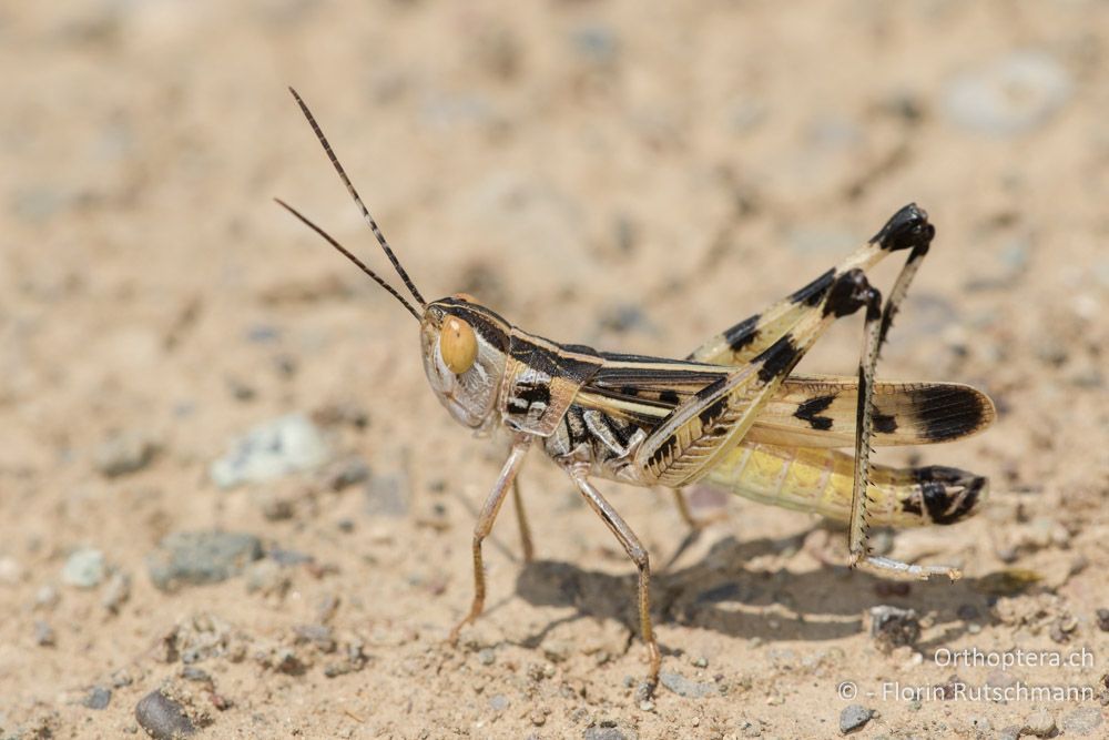 Ramburiella turcomana ♂ - GR, Mittelgriechenland, Molos, 13.06.2015