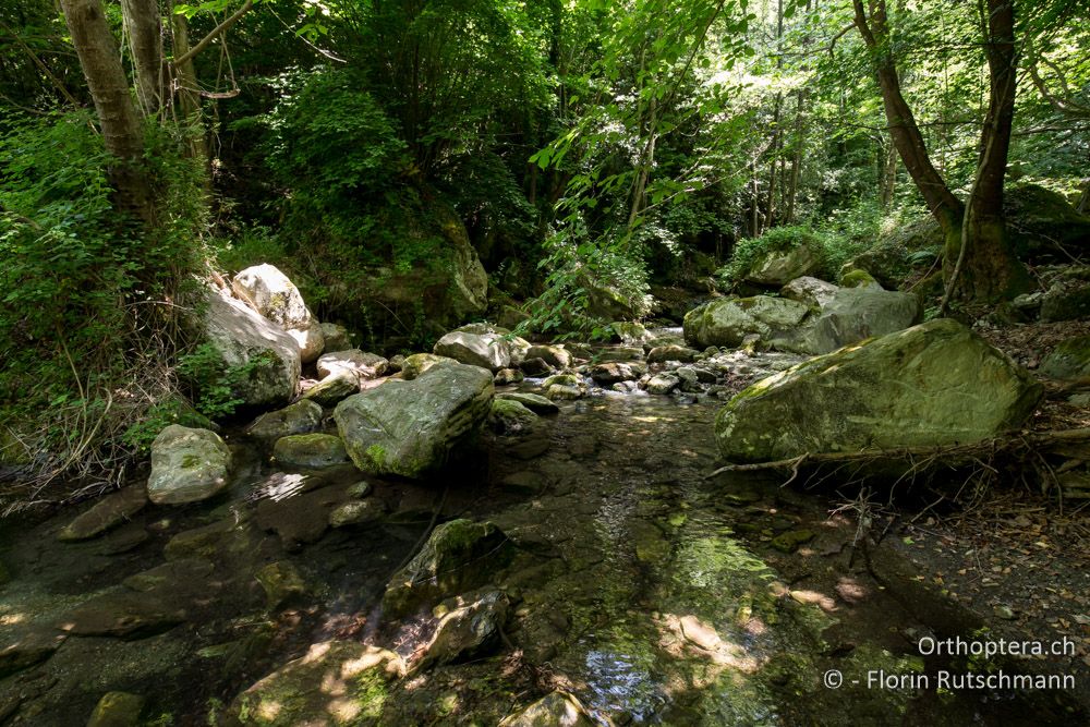 Schattiger Bergbach mit vielversprechenden Ritzen und Spalten zwischen den Steinen - GR, Thessalien, Pelion, 17.06.2015