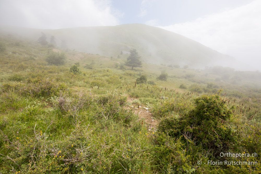 Wenn sich der Nebel lichtet - GR, Thessalien, Mt. Ossa, 21.06.2015