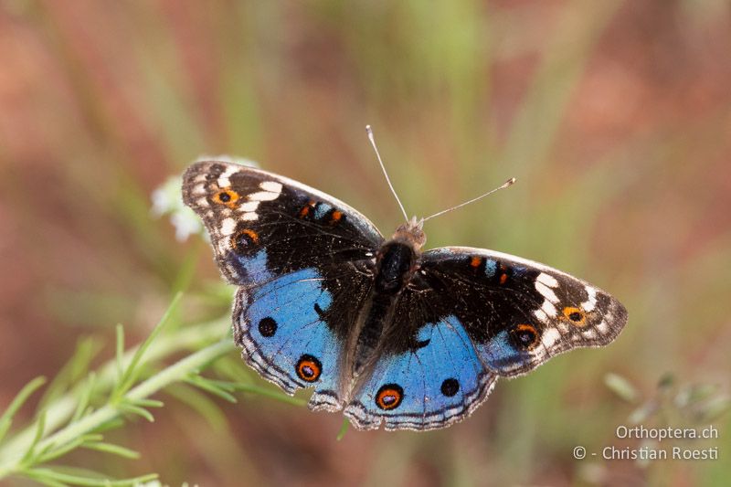 Tagfalter, Precis sp. (?) - SA, Mpumalanga, Matibidi, Seitenbach vom Blyde River, 10.01.2015