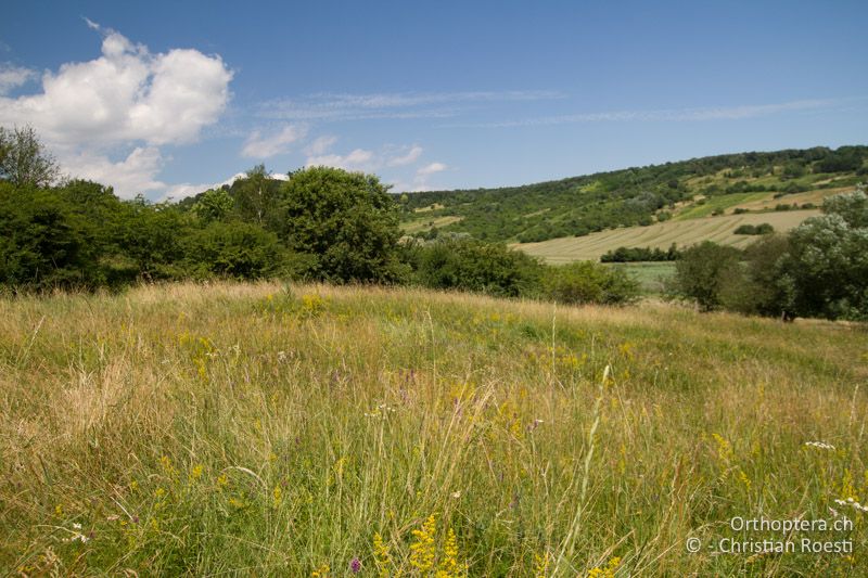 Lebensraum am einzig bekannten Standort - AT, Burgenland, Rohrbach bei Mattersburg, 05.07.2016