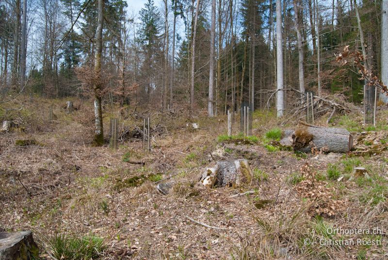 Waldlichtung mit Falllaub und offenen Bodenstellen. Lebensraum von Tetrix undulata und Tetrix subulata - CH, BE, Bickigen, 14.04.2010