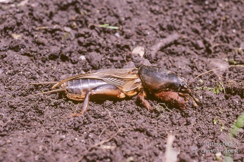 Gryllotalpa gryllotalpa ♂. Die zusammengefalteten Hinterflügel überragen die Vorderflügel. Beide Geschlechter können gut fliegen - CH, BE, Zwieselberg, 05.06.2004