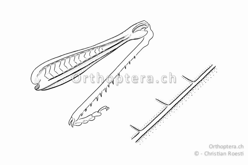 Rechtes Hinterbein von Stethophyma grossum ♂ von der Innenseite betrachtet. Die vergrösserte Schrillleiste (rechts) weist im Unterschied zu vielen Grashüpfern keine Schrillzäpfchen auf.