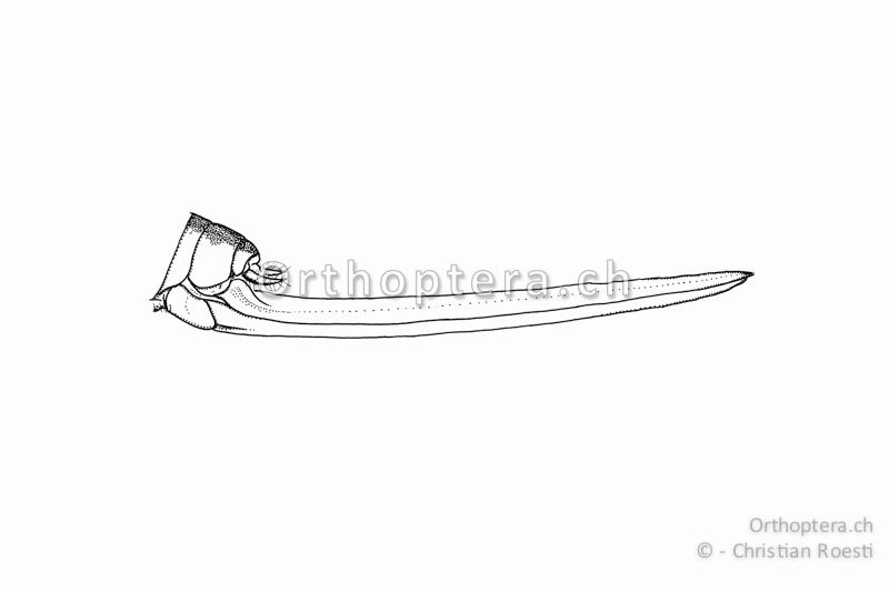 Legeröhre von Conocephalus fuscus ♀. Sie ist körperlang und gerade und höchstens leicht nach oben gebogen.