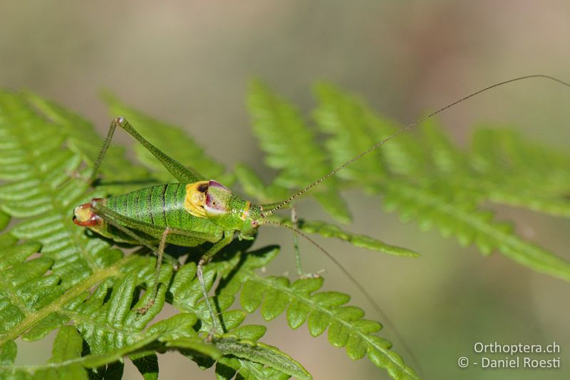 Poecilimon sureyanus ♂ - GR, Ostmakedonien, Mt. Pangeon, 06.07.2017