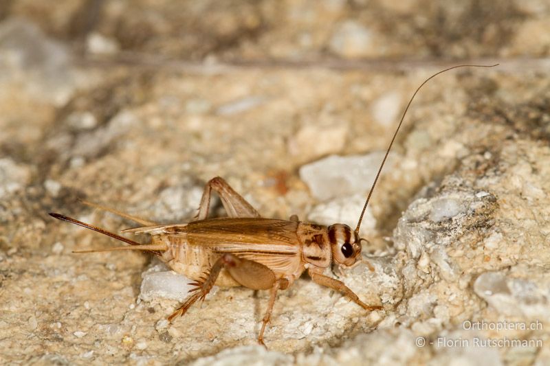 Acheta domesticus ♀ - Zuchttier, 27.03.2013