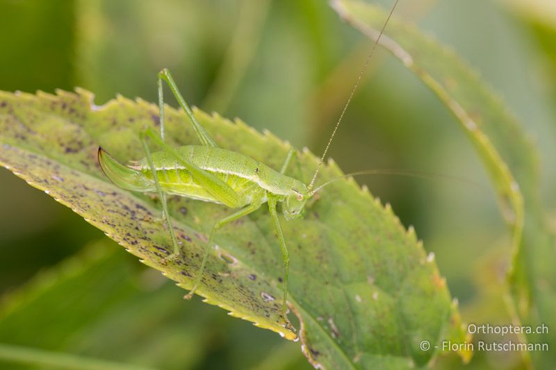 Leptophyes boscii ♀ - HR, Istrien, Brest, 25.07.2014