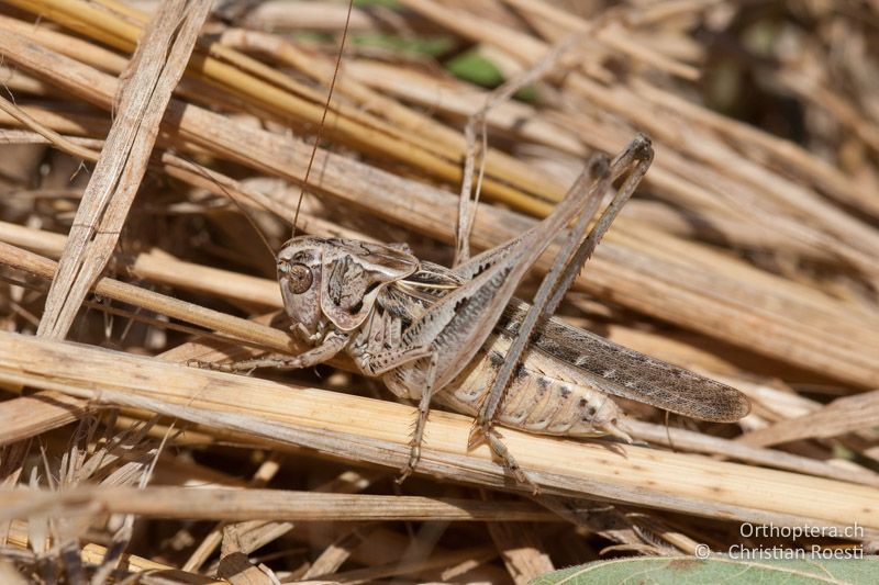 Platycleis affinis ♂ - FR, Bouches-du-Rhône, Saint-Martin-de-Crau, 23.06.2009