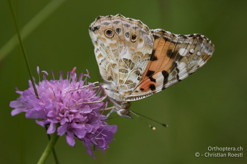 Distelfalter (Vanessa cardui) - HR, Istrien, Račja Vas 25.06.2016