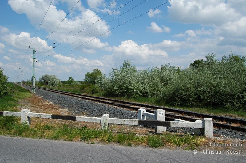 Geleiseschotter und trockene Böschungen - HU, Sarrod am Neusiedlersee, 04.05.2008