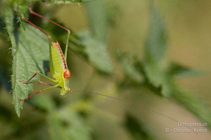 Leptophyes laticauda ♂ - CH, TI, Mt. Generoso, 04.08.2013