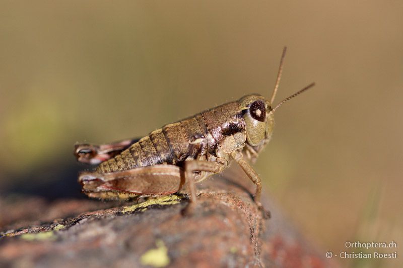 Weibchen der winzigen flügellosen Knarrschrecke Oropodisma macedonica - Smixi, 14.07.2012