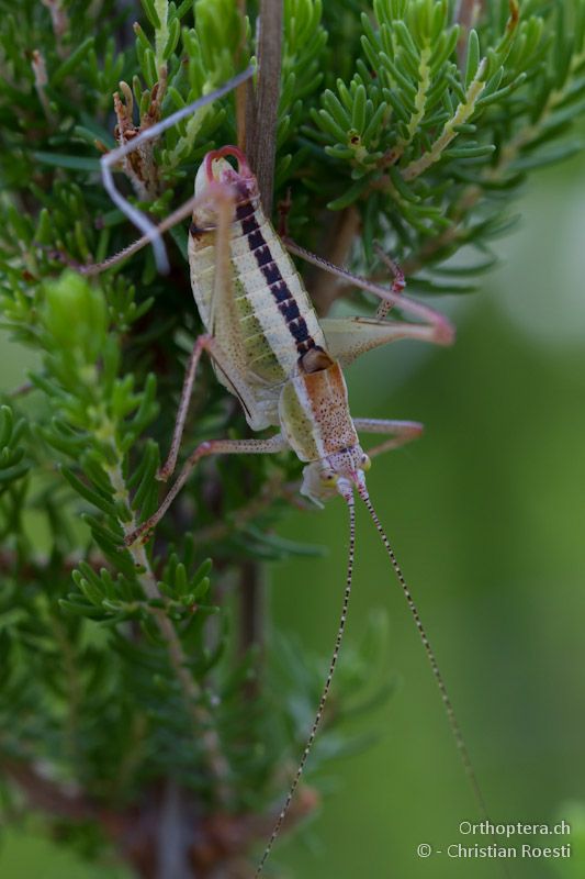 Poecilimon macedonicus Männchen - Asprovalta, 11.07.2012