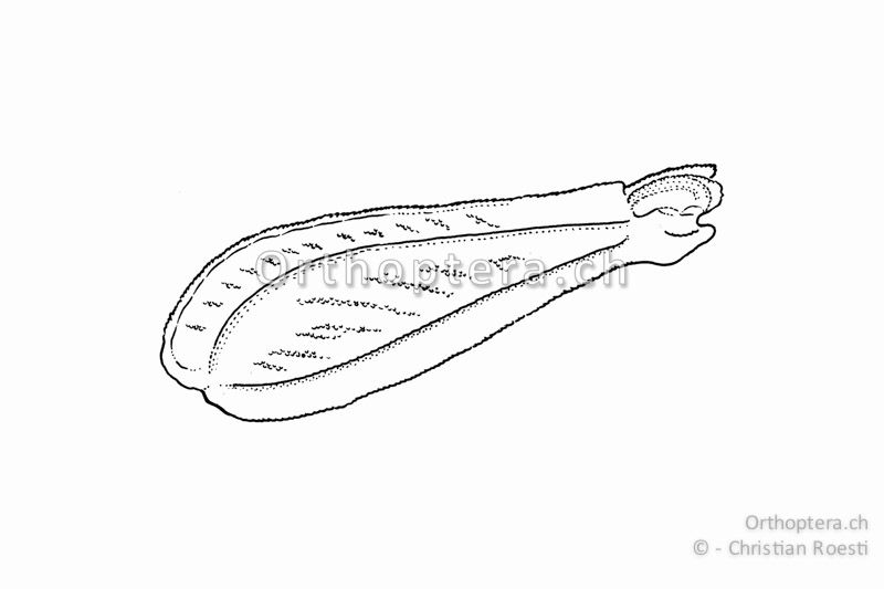 Hinterschenkel von Tetrix undulata ♀. Dieser ist 3-3,5x so lang wie hoch.