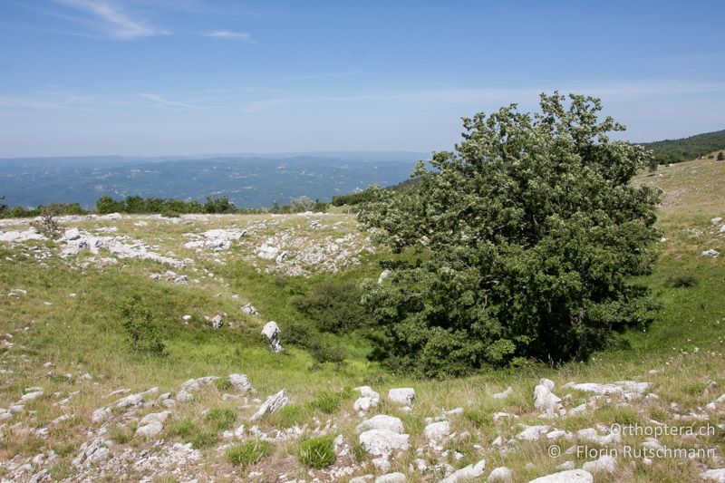 Extensie Weiden mit Buschgruppen - HR, Istrien, Mt. Učka, 11.06.2014