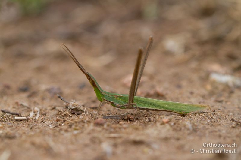 Acrida ungarica ♂ - FR, Var, Fréjus, 24.09.2014