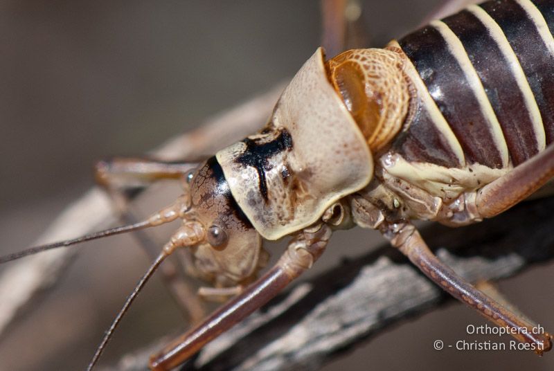 Ephippiger diurnus ♂. Der Halsschild ist deutlich sattelförmig geformt. Im Süden von Frankreich haben die Tiere oft ein schwarzes Kreuz auf dem Halsschild - FR, Hérault, Cournonterral, 07.10.2010