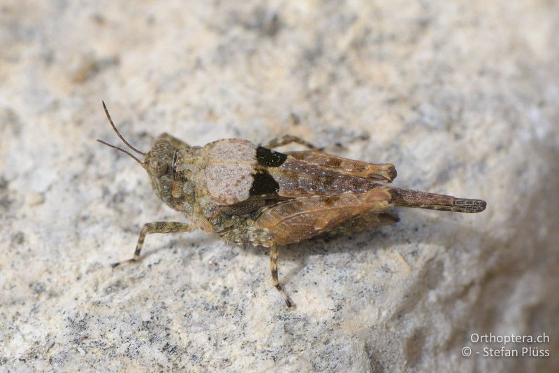Paratettix meridionalis ♀ - GR, Zentralmakedonien, Volvi-See, 04.07.2017