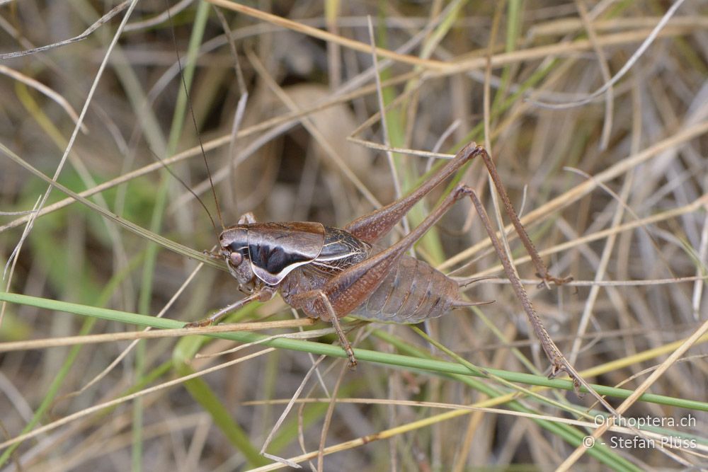 Pholidoptera littoralis littoralis ♂ - HR, Istrien, Račja Vas, Dol, 24.07.2015