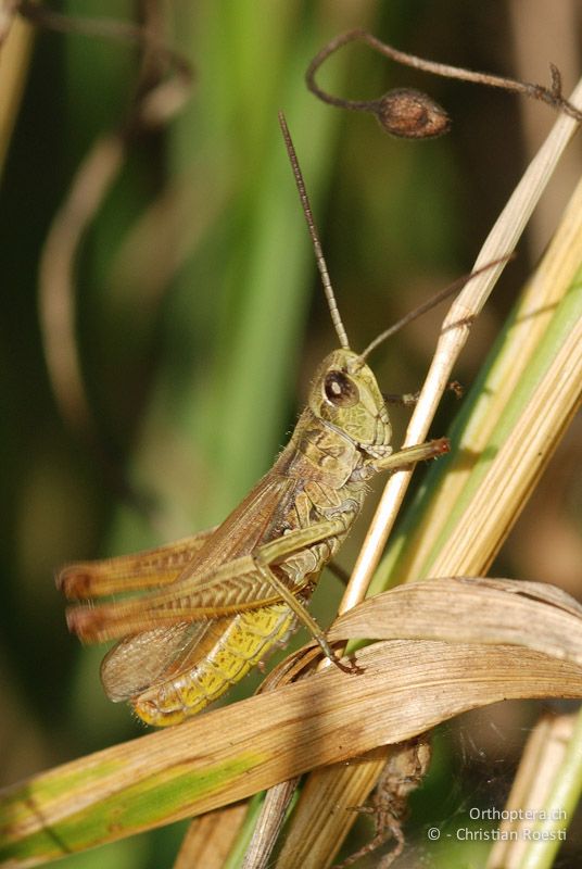 Chorthippus apricarius, Männchen beim Singen