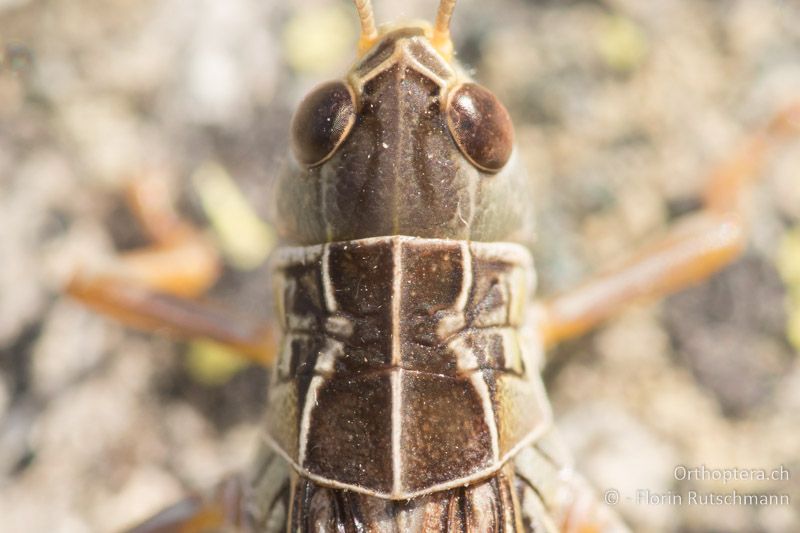 Die Halsschild-Seitenkiele sind nach innen gewinkelt. Arcyptera microptrera ♂ - GR, Zentralmakedonien, Mt. Varnous, 12.07.2017